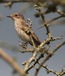 SPOTTED FLYCATCHER
